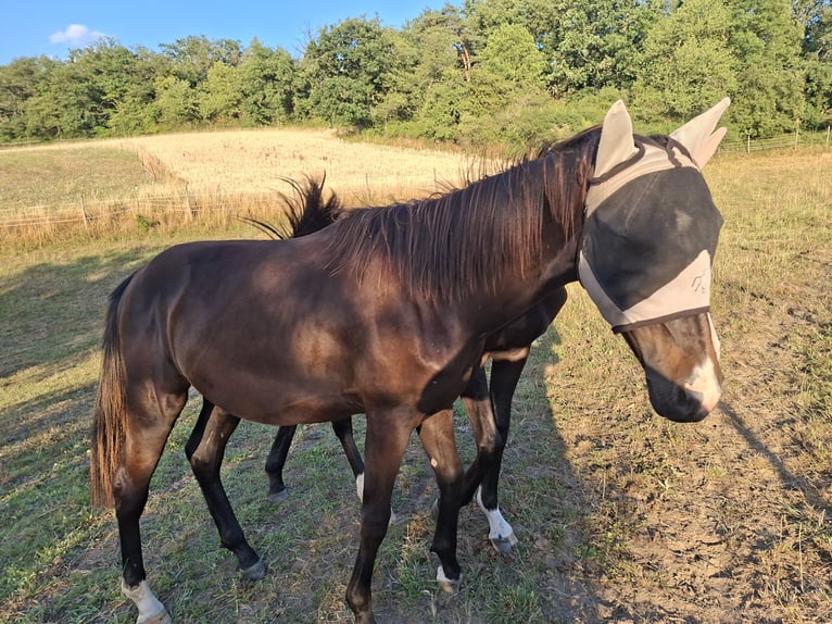 Duits sportpaard Hengst 1 Jaar 170 cm Donkerbruin in Mannweiler-C&#xF6;lln