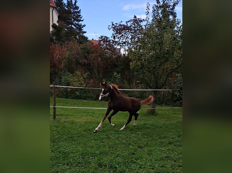 Duits sportpaard Hengst 1 Jaar 170 cm Donkere-vos in Laupheim