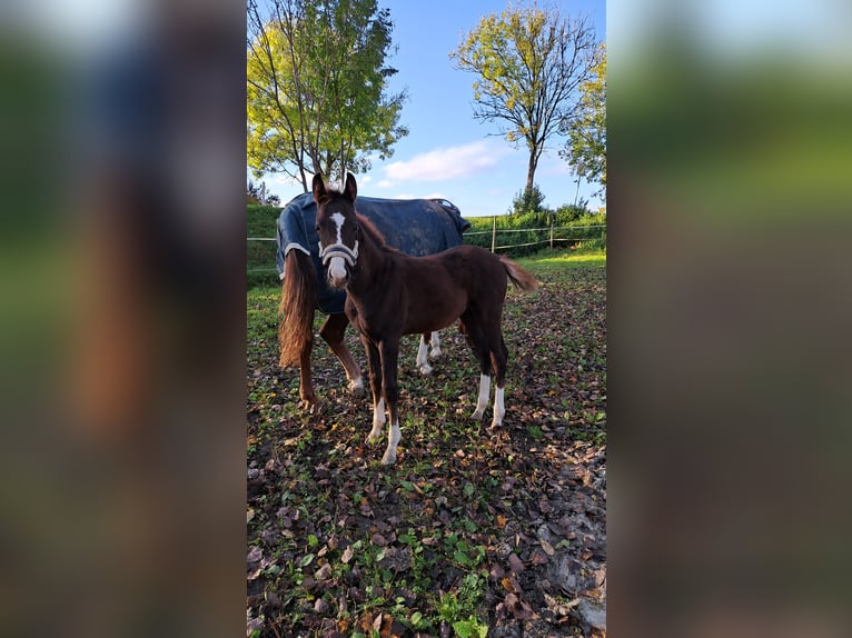 Duits sportpaard Hengst 1 Jaar 170 cm Donkere-vos in Laupheim