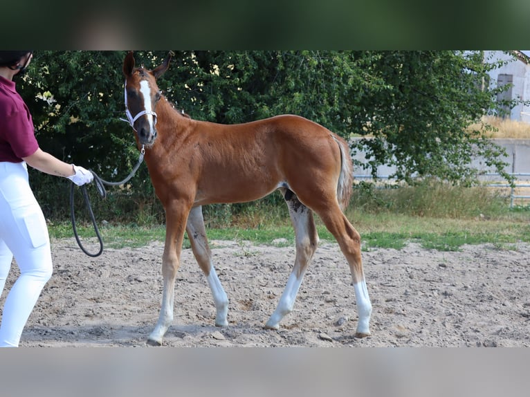 Duits sportpaard Hengst 1 Jaar 170 cm Donkere-vos in Sülzenbrücken