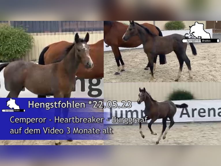 Duits sportpaard Hengst 1 Jaar 170 cm Schimmel in Gadow