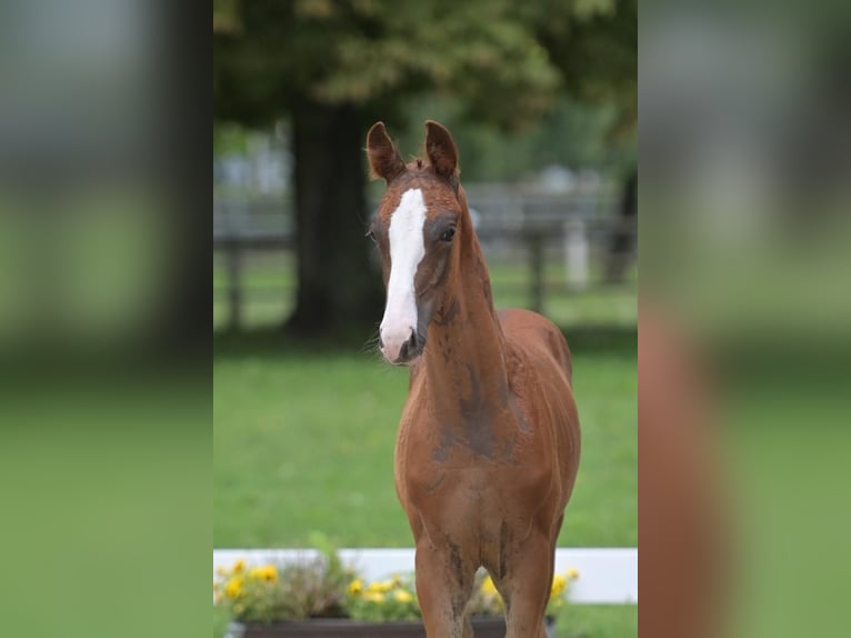 Duits sportpaard Hengst 1 Jaar 170 cm Vos in Au in der Hallertau