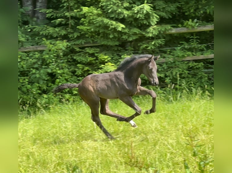 Duits sportpaard Hengst 1 Jaar 170 cm Zwart in Tiefenbach