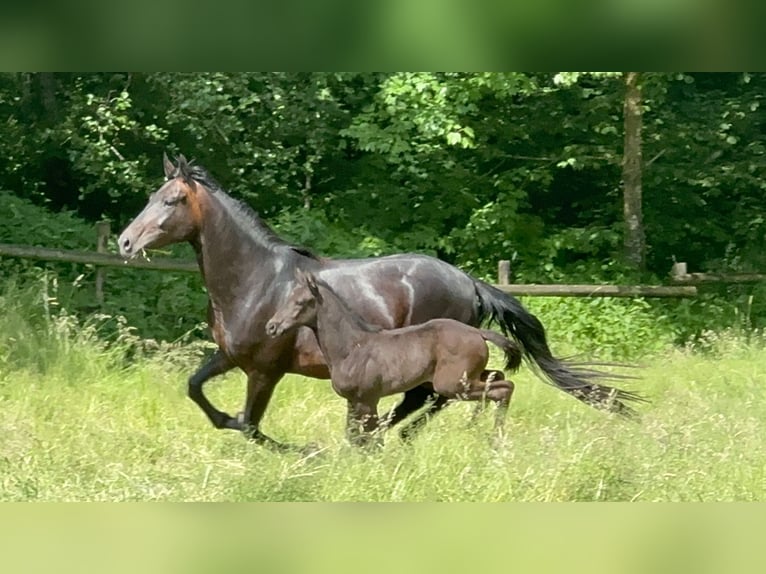 Duits sportpaard Hengst 1 Jaar 170 cm Zwart in Tiefenbach
