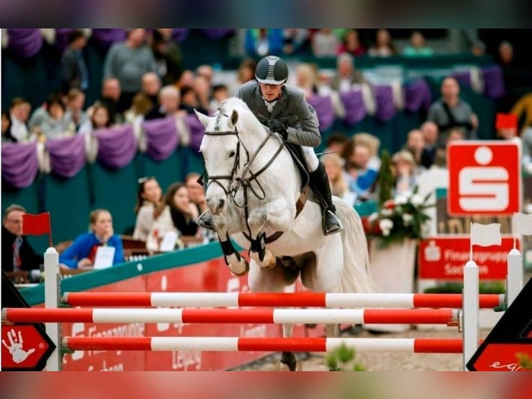 Duits sportpaard Hengst 1 Jaar 172 cm Schimmel in Annaburg