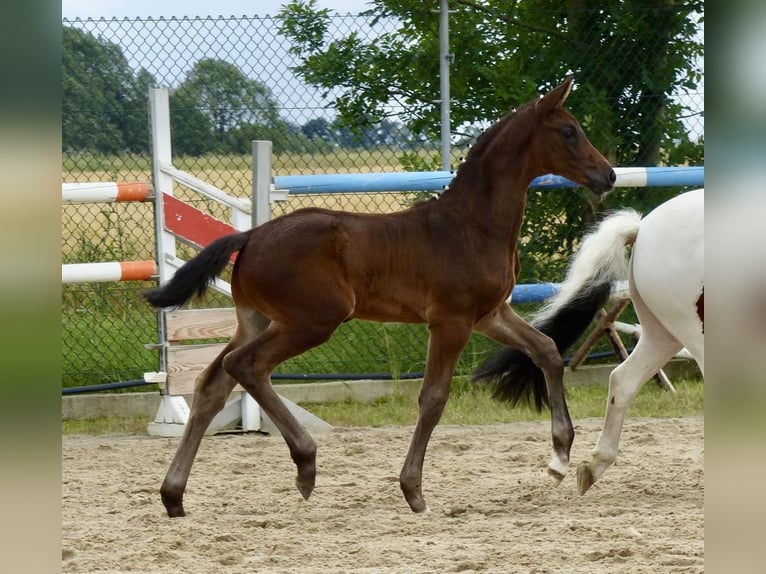 Duits sportpaard Hengst 1 Jaar 174 cm Zwartbruin in Oberseifersdorf