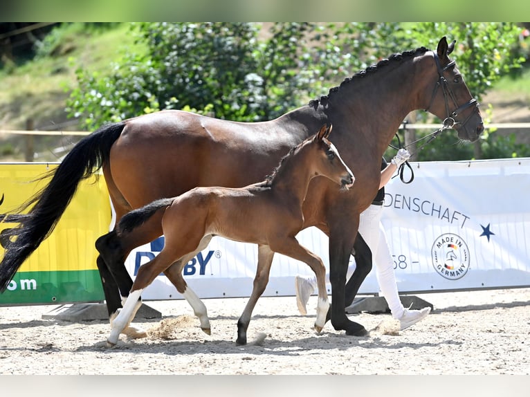 Duits sportpaard Hengst 1 Jaar Bruin in Niederstetten