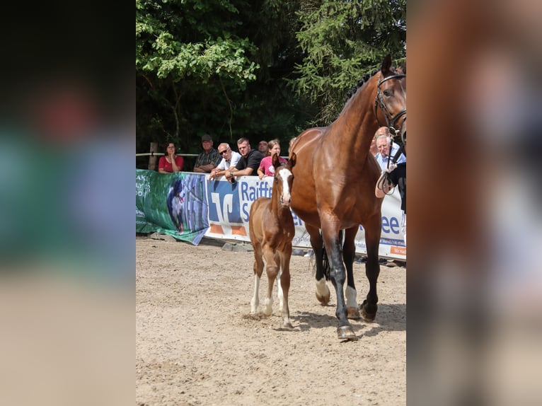 Duits sportpaard Hengst 1 Jaar Bruin in Niederstetten