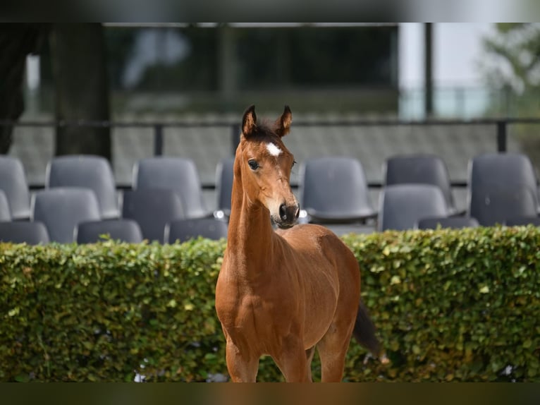 Duits sportpaard Hengst 1 Jaar Bruin in Steinhöfel