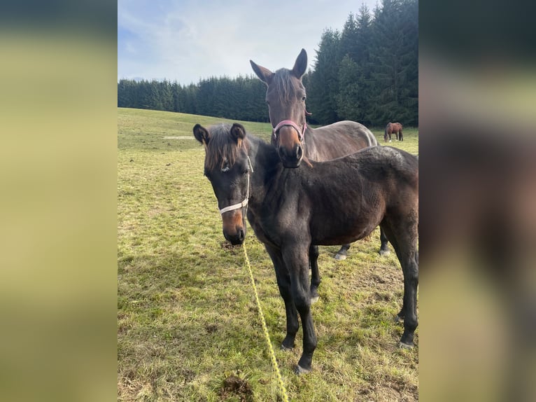 Duits sportpaard Hengst 1 Jaar Bruin in Grünbach