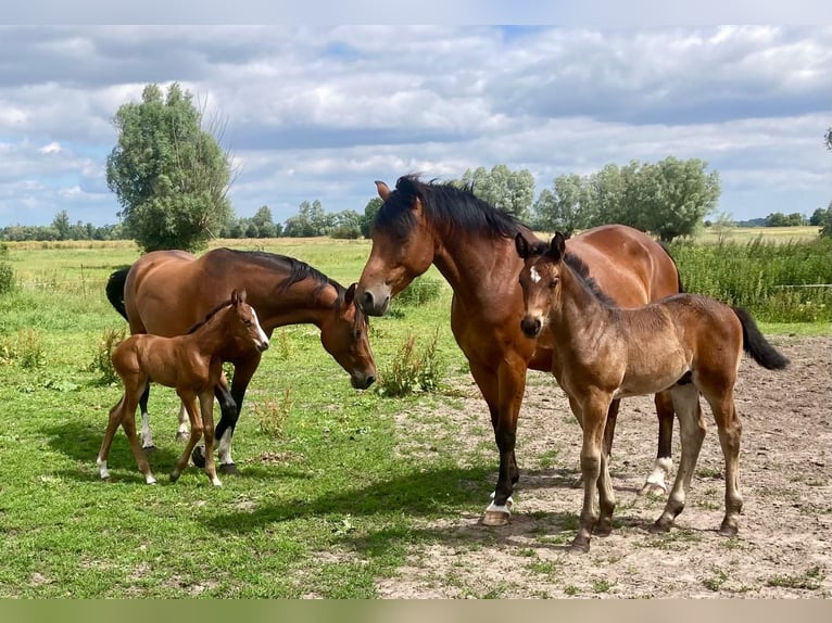 Duits sportpaard Hengst 1 Jaar Bruin in Rhinow