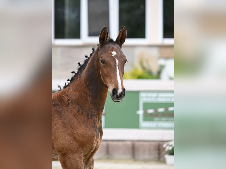 Duits sportpaard Hengst 1 Jaar Bruin in Uttenweiler