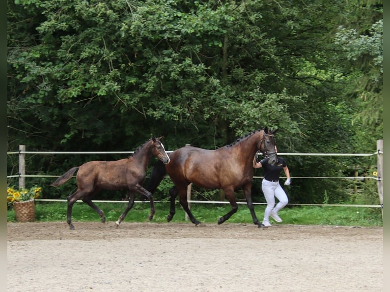 Duits sportpaard Hengst 1 Jaar Donkerbruin in Niederstetten