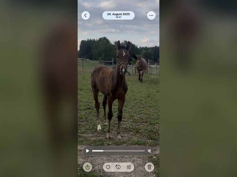 Duits sportpaard Hengst 1 Jaar Donkerbruin in Denklingen