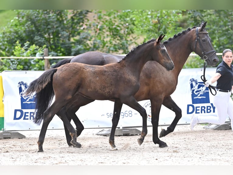 Duits sportpaard Hengst 1 Jaar in Niederstetten