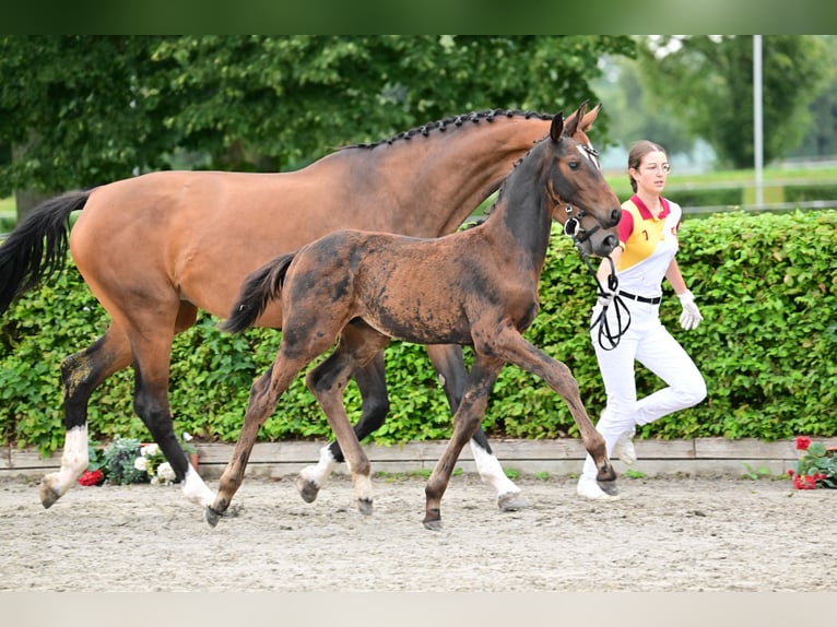 Duits sportpaard Hengst 1 Jaar kan schimmel zijn in Jerichow