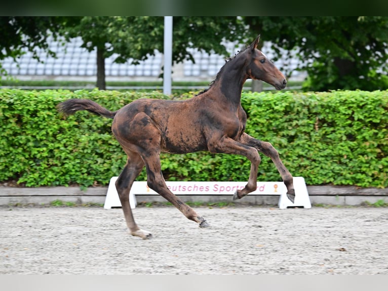 Duits sportpaard Hengst 1 Jaar kan schimmel zijn in Jerichow