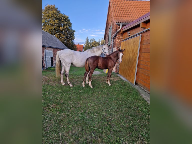 Duits sportpaard Hengst 1 Jaar kan schimmel zijn in Märkische Höhe