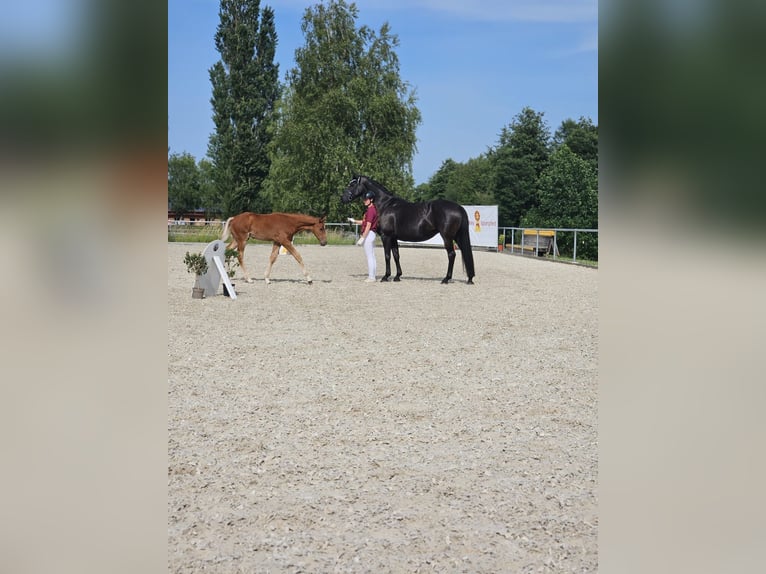Duits sportpaard Hengst 1 Jaar Vos in Trautskirchen