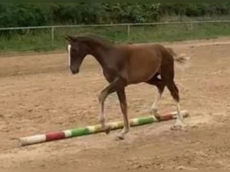 Duits sportpaard Hengst 1 Jaar Vos in Milower Land