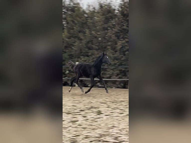 Duits sportpaard Hengst 1 Jaar Zwart in Herzlake