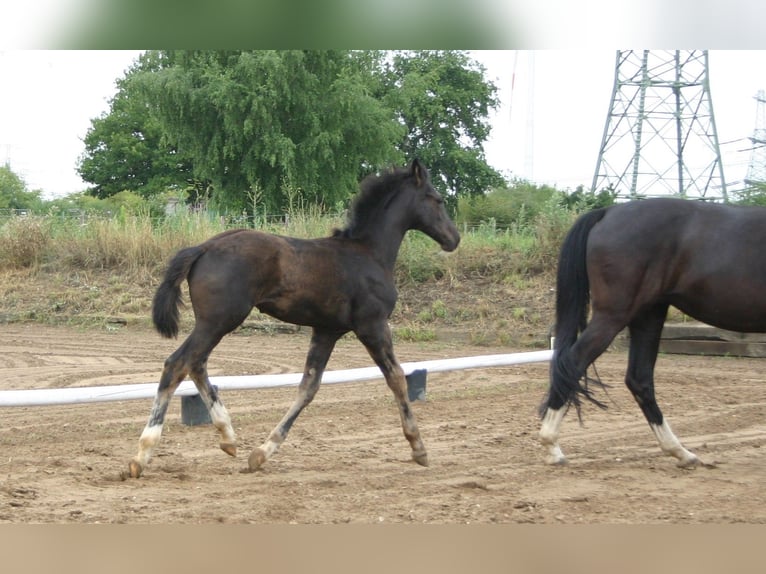 Duits sportpaard Hengst 1 Jaar Zwartbruin in Farsleben