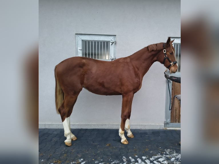 Duits sportpaard Hengst 2 Jaar 155 cm Vos in Ritzing