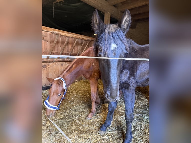 Duits sportpaard Hengst 2 Jaar 158 cm Vos in Cavertitz
