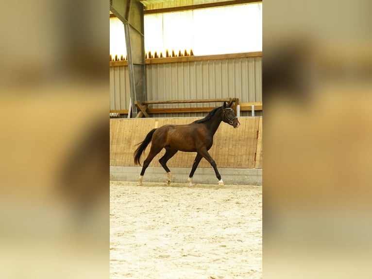Duits sportpaard Hengst 2 Jaar 160 cm Donkerbruin in Korbußen