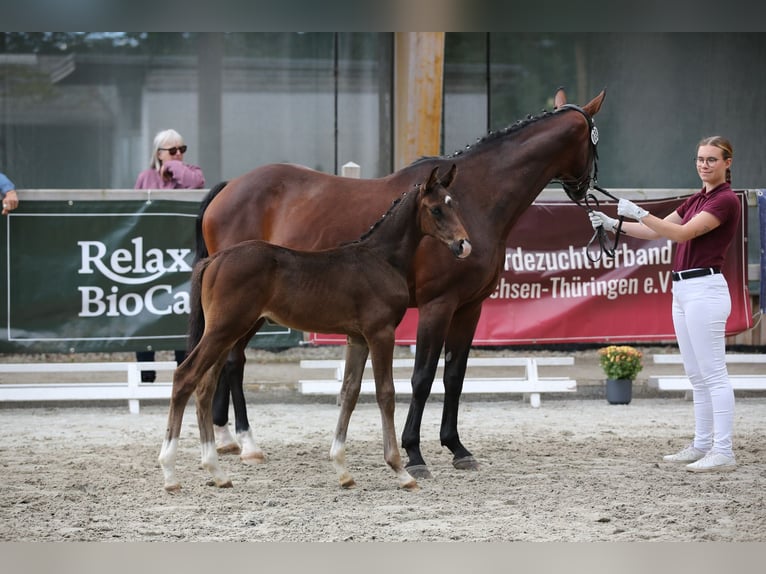 Duits sportpaard Hengst 2 Jaar 160 cm Donkerbruin in Korbußen