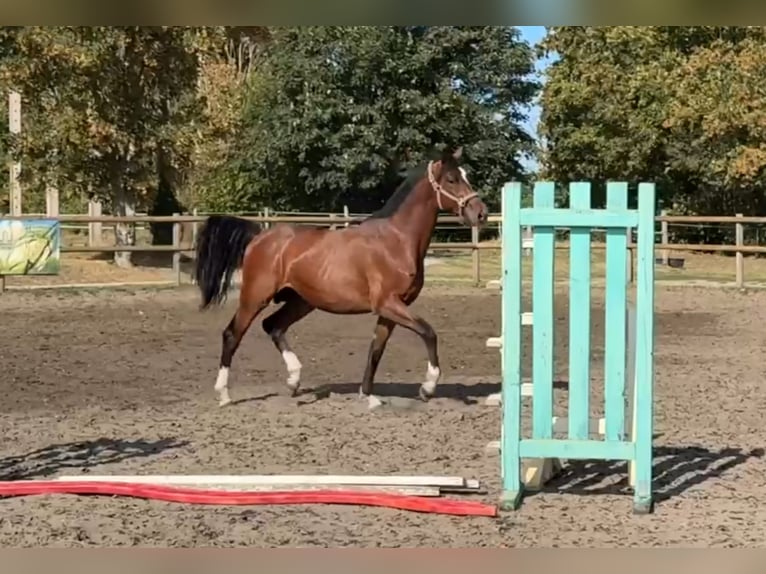 Duits sportpaard Hengst 2 Jaar 165 cm Bruin in Kalbe (Milde)
