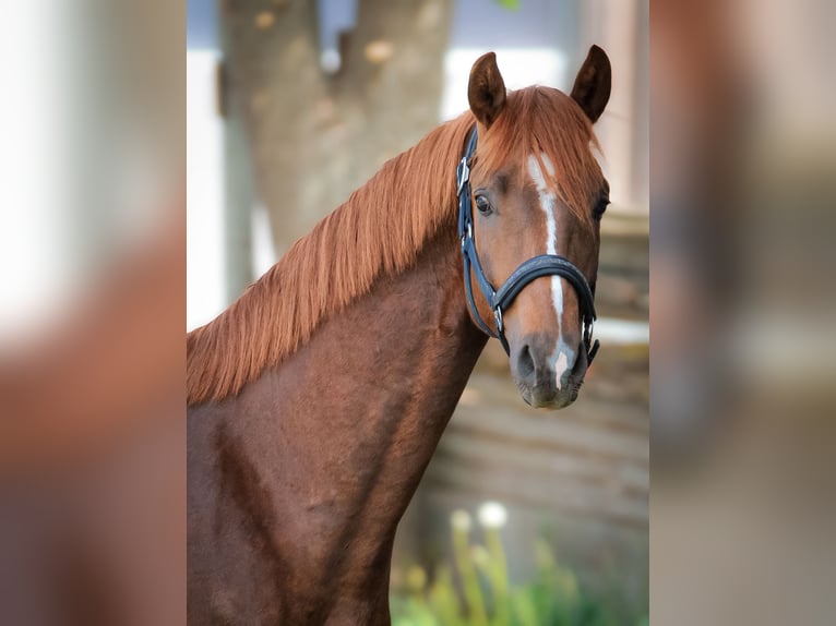 Duits sportpaard Hengst 2 Jaar 165 cm Donkere-vos in Marktredwitz