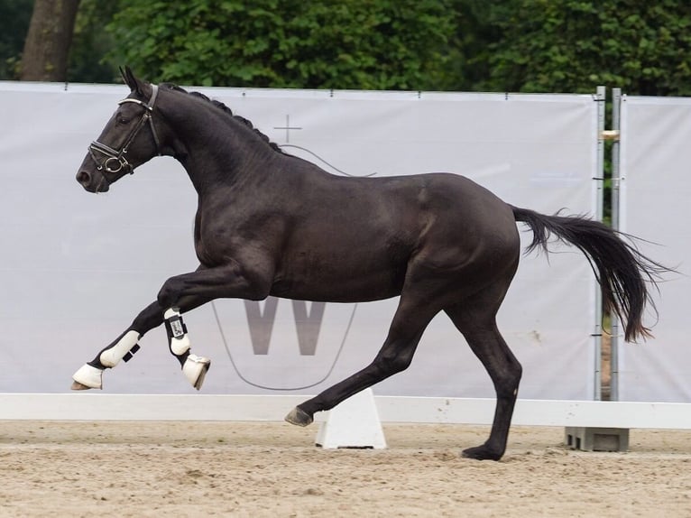 Duits sportpaard Hengst 2 Jaar 165 cm Zwartbruin in Münster-Handorf