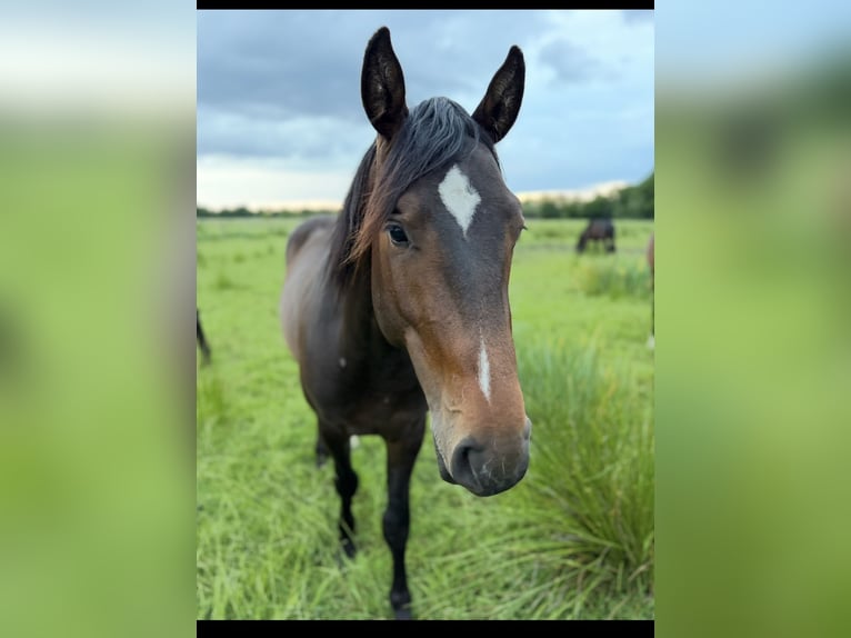 Duits sportpaard Hengst 2 Jaar 165 cm Zwartbruin in Visselhövede