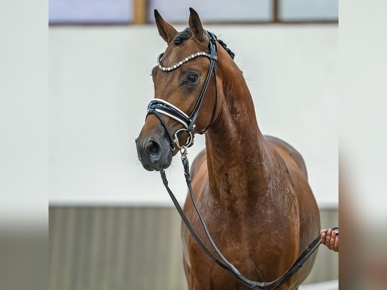 Duits sportpaard Hengst 2 Jaar 166 cm Bruin in Mnster-Handorf
