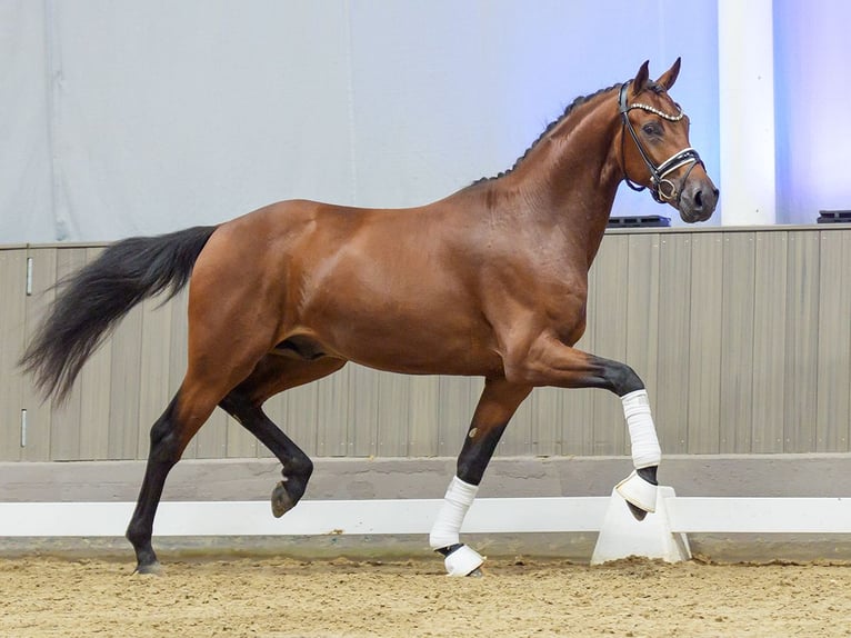 Duits sportpaard Hengst 2 Jaar 166 cm Bruin in Mnster-Handorf