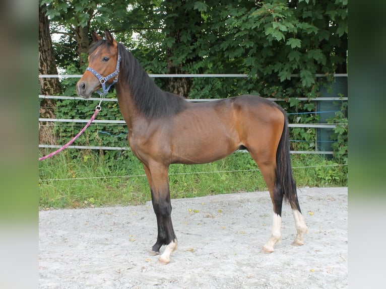 Duits sportpaard Hengst 2 Jaar 167 cm Donkerbruin in Naila