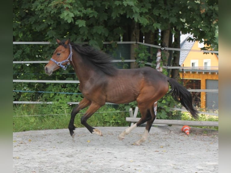 Duits sportpaard Hengst 2 Jaar 167 cm Donkerbruin in Naila