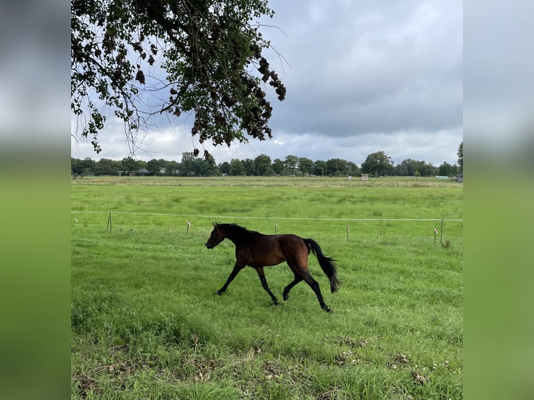 Duits sportpaard Hengst 2 Jaar 168 cm Bruin in L&#xF6;wenberger LandNassenheide