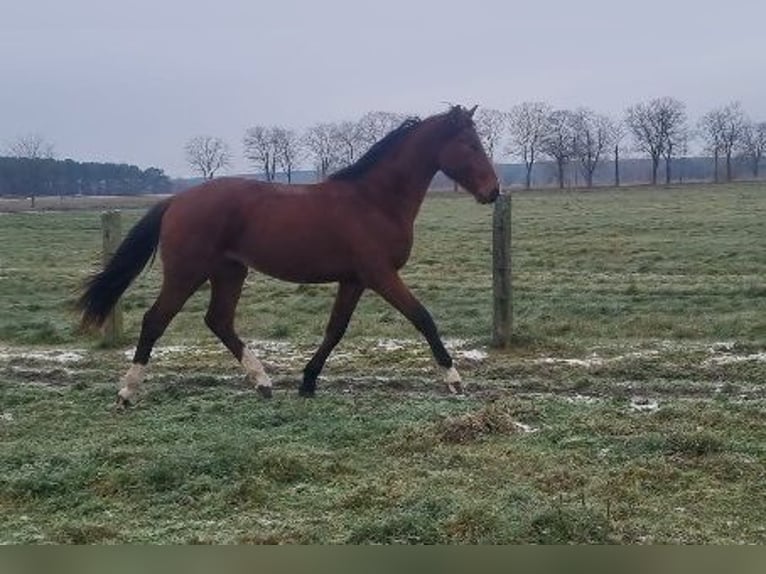 Duits sportpaard Hengst 2 Jaar 168 cm Bruin in Burgstall