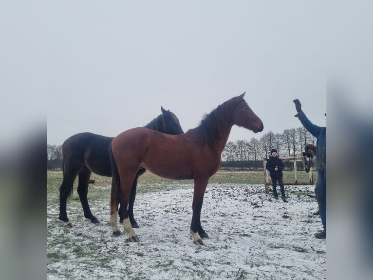 Duits sportpaard Hengst 2 Jaar 168 cm Bruin in Burgstall