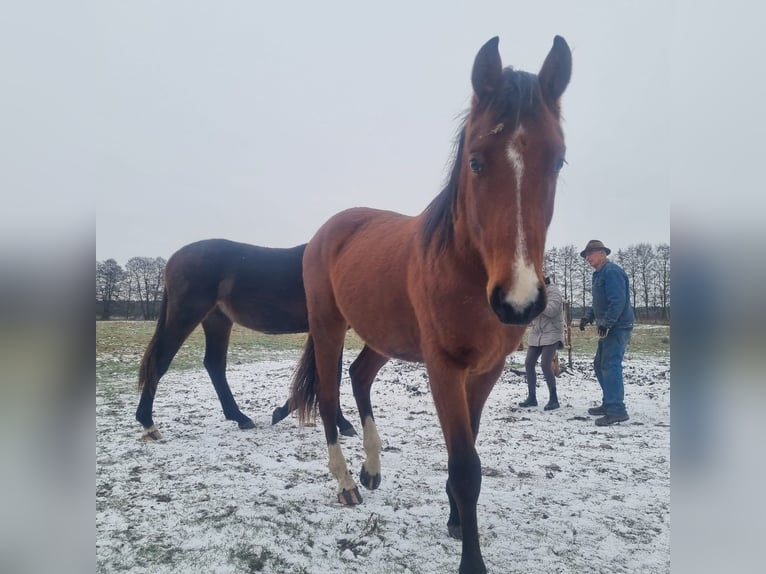 Duits sportpaard Hengst 2 Jaar 168 cm Bruin in Burgstall