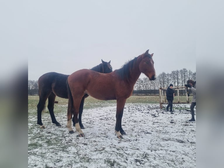 Duits sportpaard Hengst 2 Jaar 168 cm Bruin in Burgstall