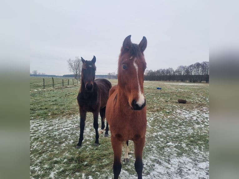 Duits sportpaard Hengst 2 Jaar 168 cm Bruin in Burgstall