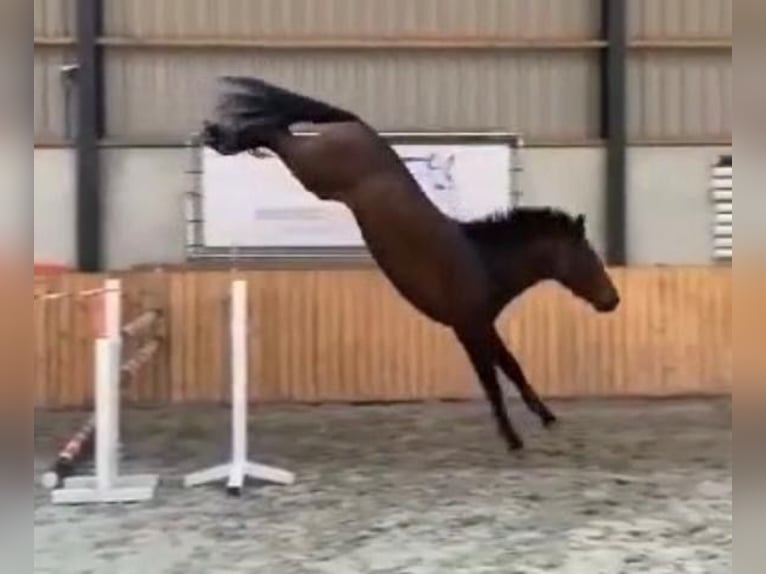 Duits sportpaard Hengst 2 Jaar 170 cm Bruin in Weert