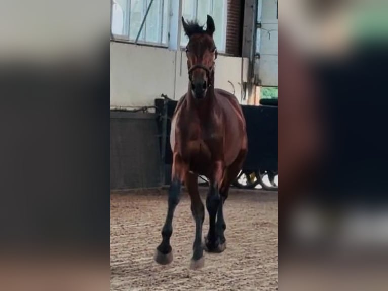 Duits sportpaard Hengst 2 Jaar 170 cm Bruin in Weert
