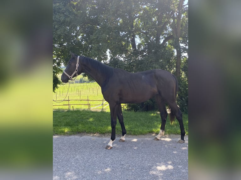Duits sportpaard Hengst 2 Jaar 170 cm in Gomadingen