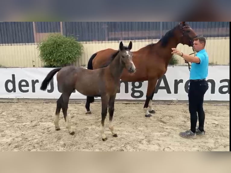 Duits sportpaard Hengst 2 Jaar 170 cm Schimmel in Gadow