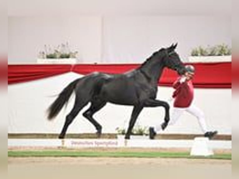 Duits sportpaard Hengst 2 Jaar 170 cm Zwart in BrahmenauP&#xF6;lzig