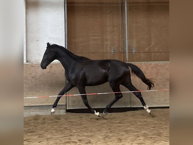 Duits sportpaard Hengst 2 Jaar 170 cm Zwart in Gomadingen
